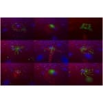 Set lumini Disco Noiz Lights&Smoke Fun System - imagine 9