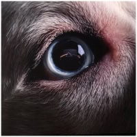 Roger Waters – The Dark Side Of The Moon Redux